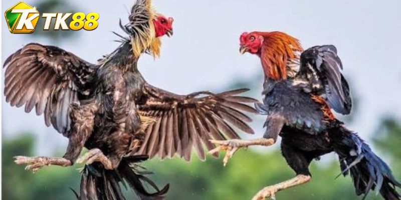 Đá gà TK88 quy tụ nhiều trường đấu đặc trưng