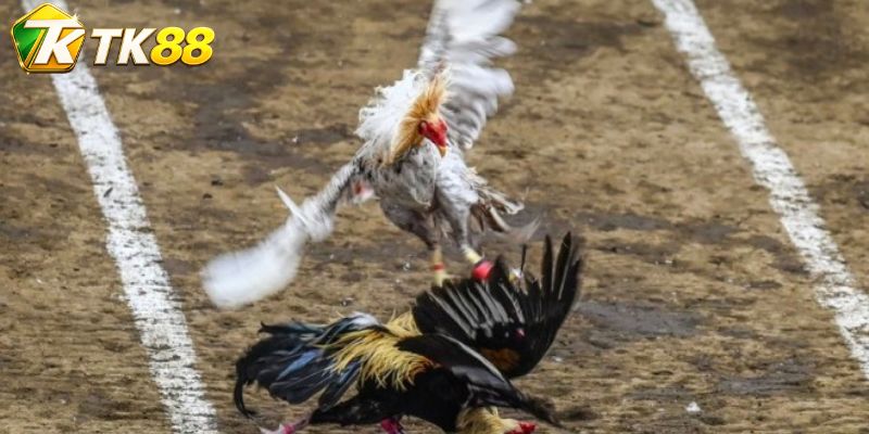 Bảng kèo đá gà tập trung vào màu góc và mã trận