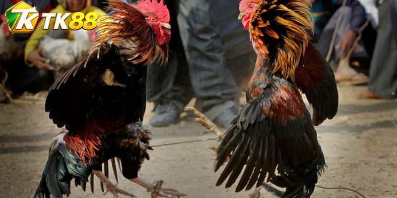 Đá Gà: Theo Dõi Trường Đấu Kịch Tính Và Kèo Hay Mỗi Ngày 