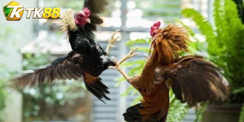 Bốn chỉ báo làm rõ nhịp Đá gà Claret