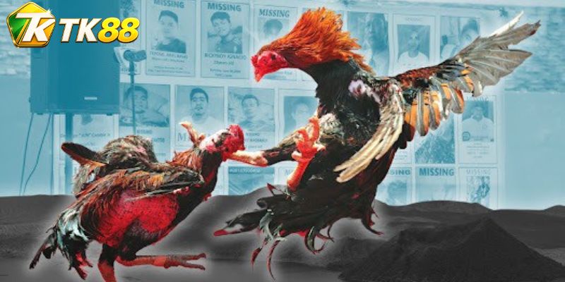 Đá Gà Claret – Đọc Thế Trận Và Nhịp Đấu Trực Tiếp Hấp Dẫn