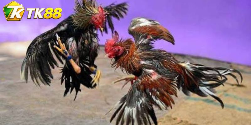 Đá gà Leiper được đọc qua bốn pha chuyển động