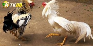 Đá Gà Blueface Hatch – So Kèo Chiến Kê Và Nhịp Ra Đòn