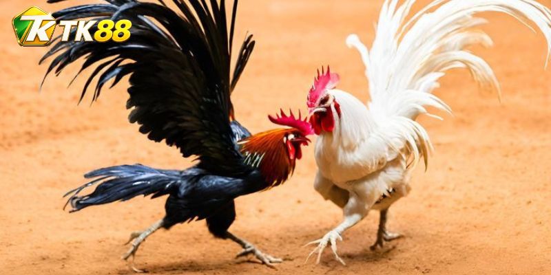 Cự ly và phản đòn định hình cửa cược trong trận rõ nét