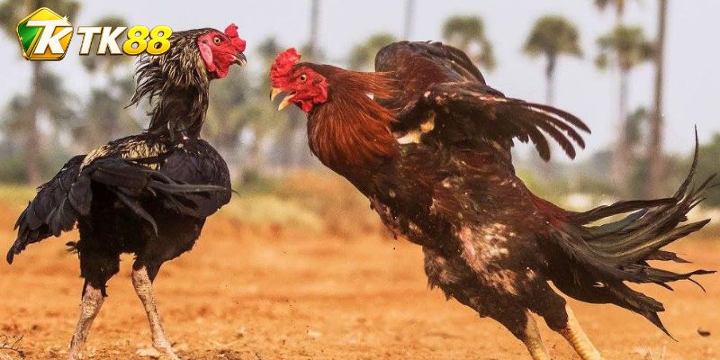 Kèo Đá Gà Cobra Asil đổi nhịp ở giai đoạn cuối rõ nét