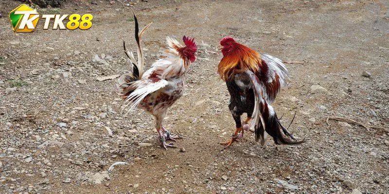 Đá Gà Cobra Asil – Cửa Cược Theo Thế Công Và Phản Đòn