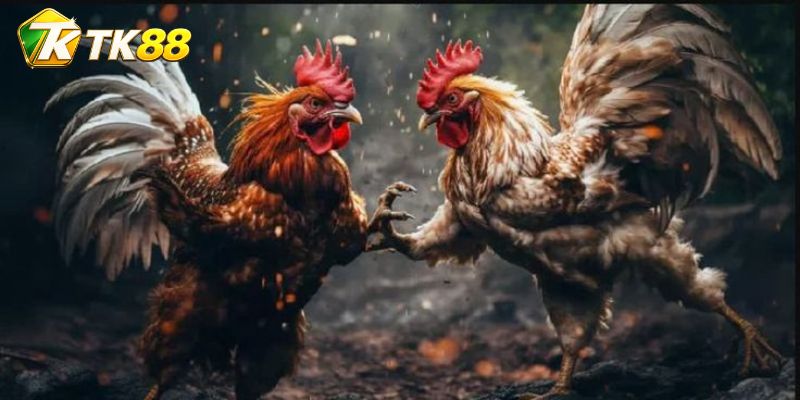 Hồ sơ Đá Gà Jap không chỉ nằm ở tên dòng kê
