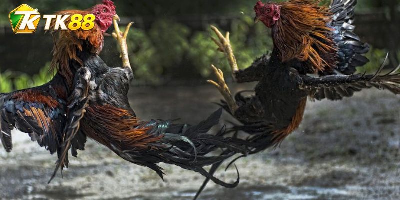 Nhịp né và trả đòn được đọc trong khoảng giao tranh