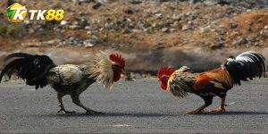 Đá Gà Jap: Cách Nhận Diện Lối Đấu Và Luật Xử Trận Chuẩn