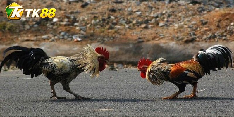 Đá Gà Jap: Cách Nhận Diện Lối Đấu Và Luật Xử Trận Chuẩn