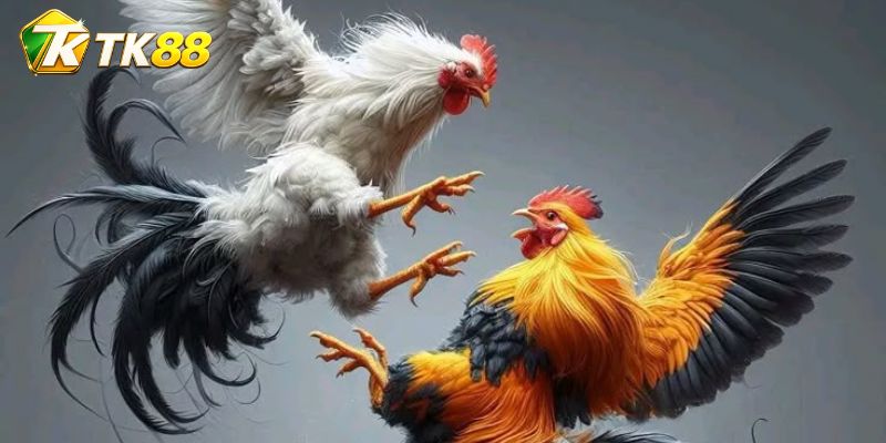 Đá Gà Kearney: Diễn biến từng hiệp bộc lộ cách chiến kê phân phối nhịp