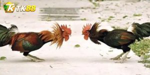Đá Gà Kearney: Đọc Hồ Sơ Kê Và Diễn Biến Hiệp Đấu Chuẩn